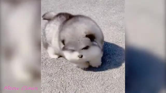 Baby Alaskan Malamute Cutest and Funniest Moments 😍| Try Not To Laugh.