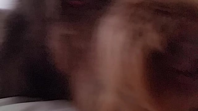 Dog Begs for Breakfast in Hilarious Way After Time Change Kicks In!