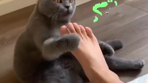 cats reaction