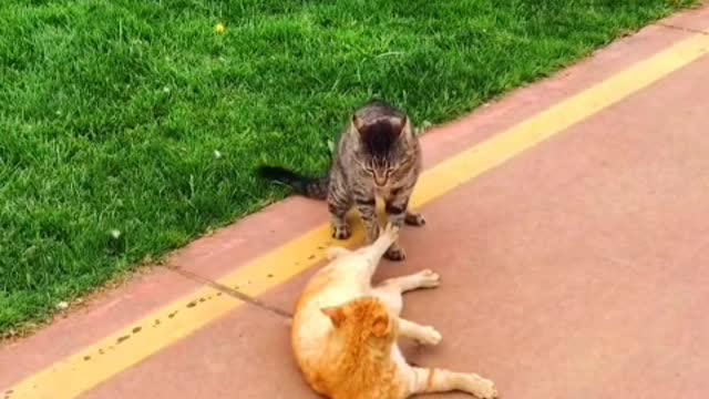 Kitty is worried too
