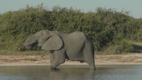 African wild elephant