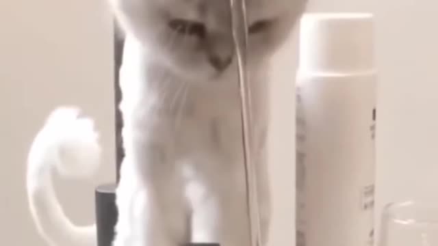 Cute cat