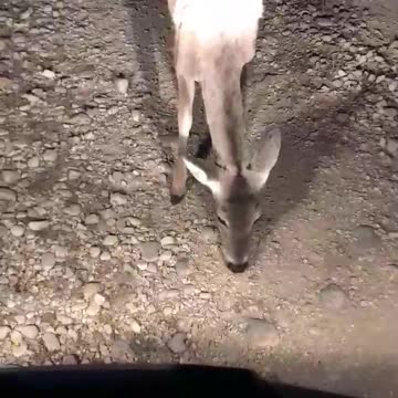 Deer says "Nope".