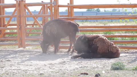 Bison digs a pit. Zubr raises dust of hoof. Bison in aviary