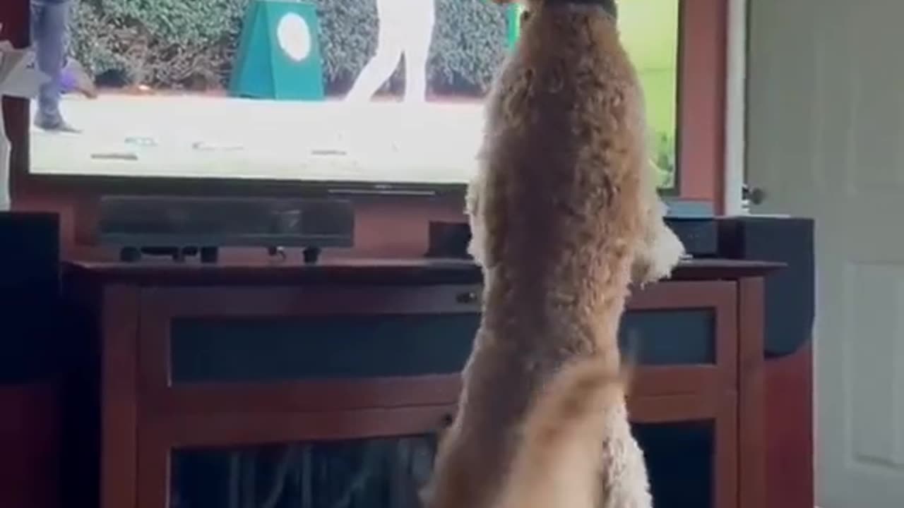 Funny Dog