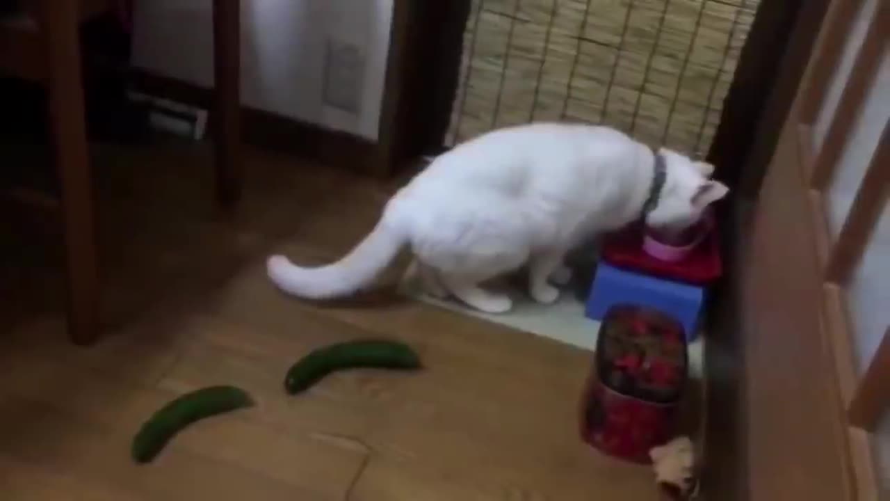 cats vs cucumbers 2021