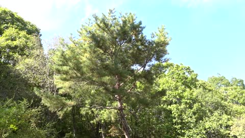 The trees in the mountains.