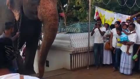 Amazing Elephant