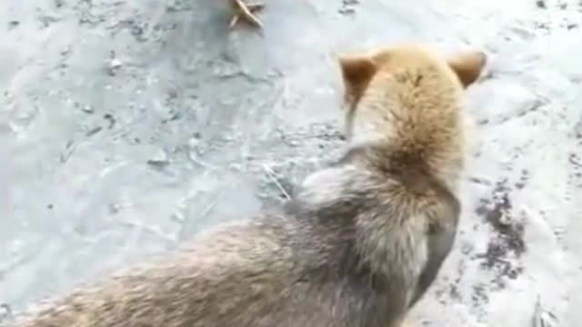Chicken and Dogs fights😲