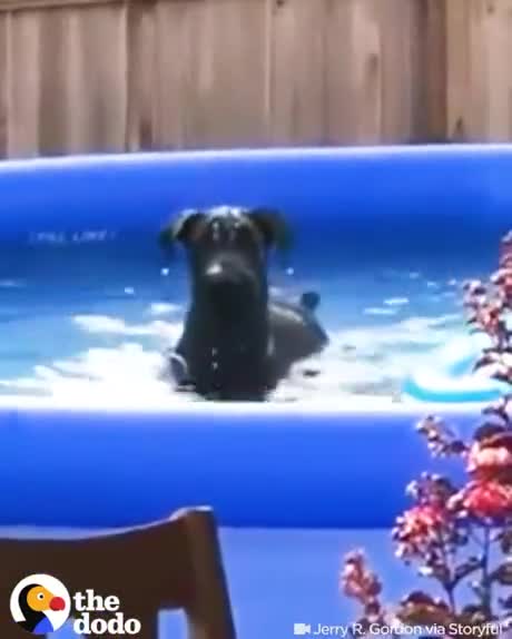 Neighbor's Dog Just Found Out He's Being Recorded — Watch These Results