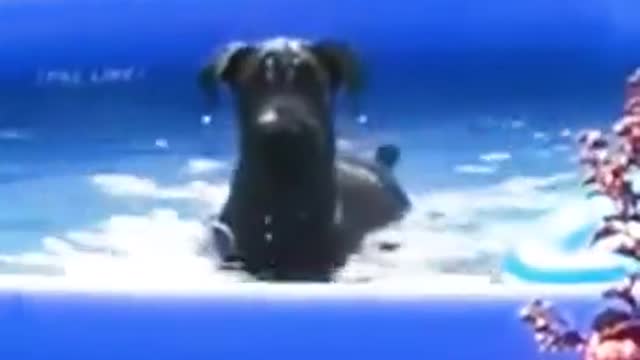 Neighbor's Dog Just Found Out He's Being Recorded — Watch These Results