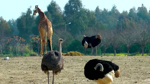 Giraffes and ostriches in the zoo