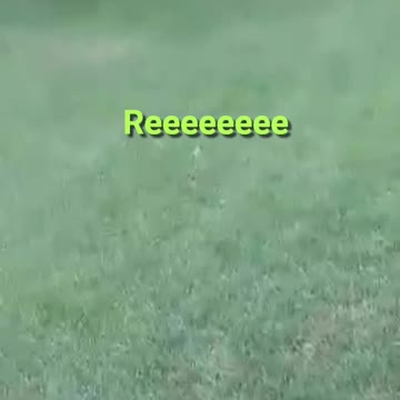 this frog said REEEEEEEEEEEEEEEEE!!!!!!!!!!!!!!!!!!!!