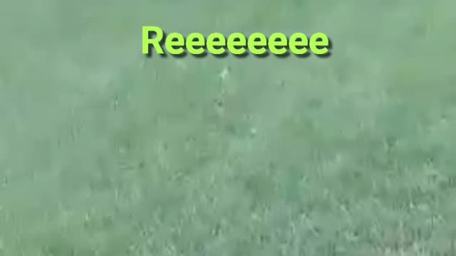 this frog said REEEEEEEEEEEEEEEEE!!!!!!!!!!!!!!!!!!!!