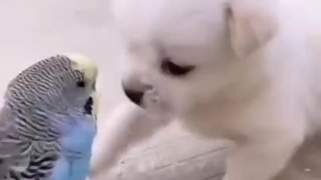 Cute puppy ❤️dog 😘 whatsapp status #shorts