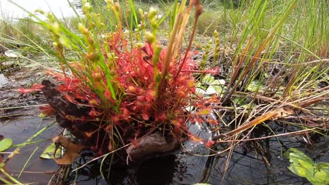 Round Leafed Sundew