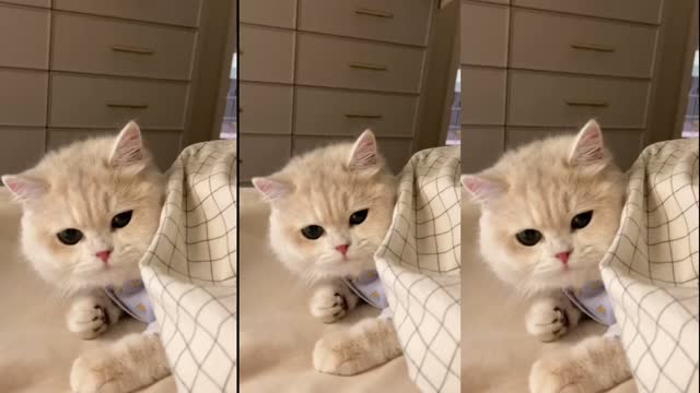 Cute Cat-A Cute Cat Watching ipad