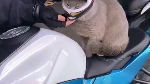 Beautiful Cat 🐈 driving Heavy Bikes 😍