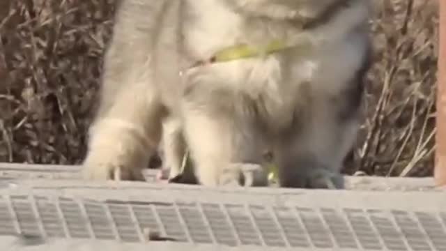 Funniest and Cutest Puppies