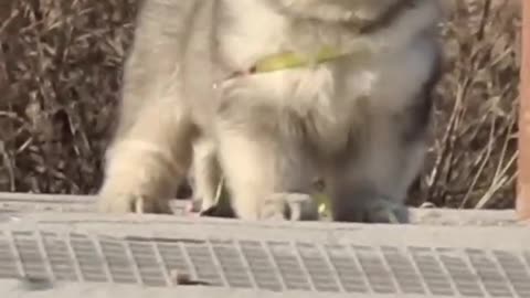 Funniest and Cutest Puppies