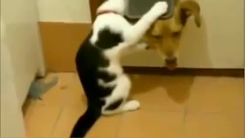 Most Hilarious Videos Of Cats 2021 Malaysia