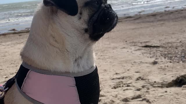 Edna the Pug Lets Ear Flap in the Breeze