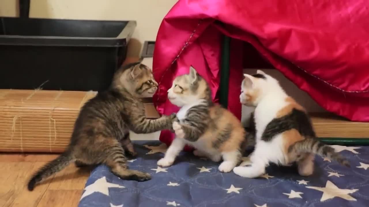 Kittens Squeeze The Mother Cat's Chest And Drink Milk-14