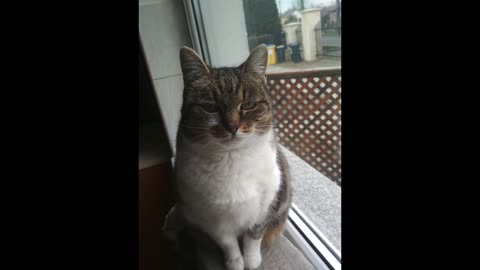 Választási tanácsadás