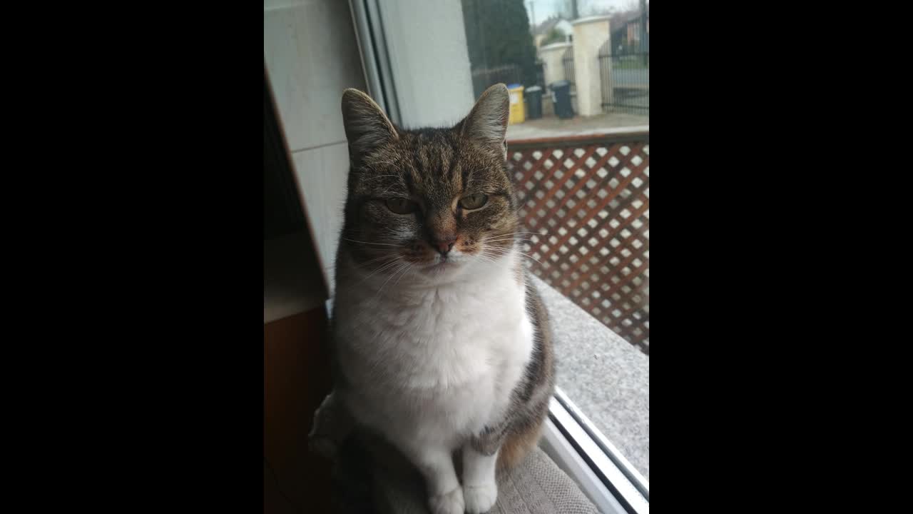 Választási tanácsadás