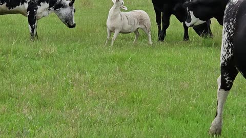 Sheep Seems a Little Too Relaxed