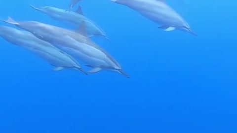 dolphins