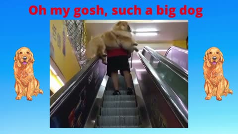 Oh my gosh, such a big dog !