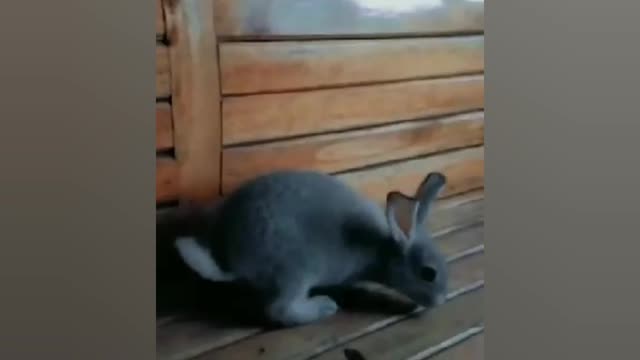 THIS LITTLE RABBIT ENJOY LUNCH TIME