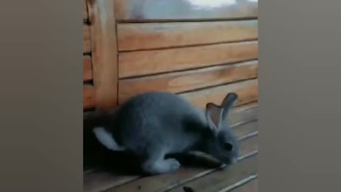 THIS LITTLE RABBIT ENJOY LUNCH TIME