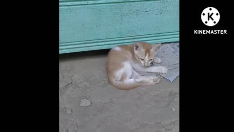 Cat 🐈🐈🐈 funny video