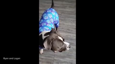 Pitbulls Being Wholesome