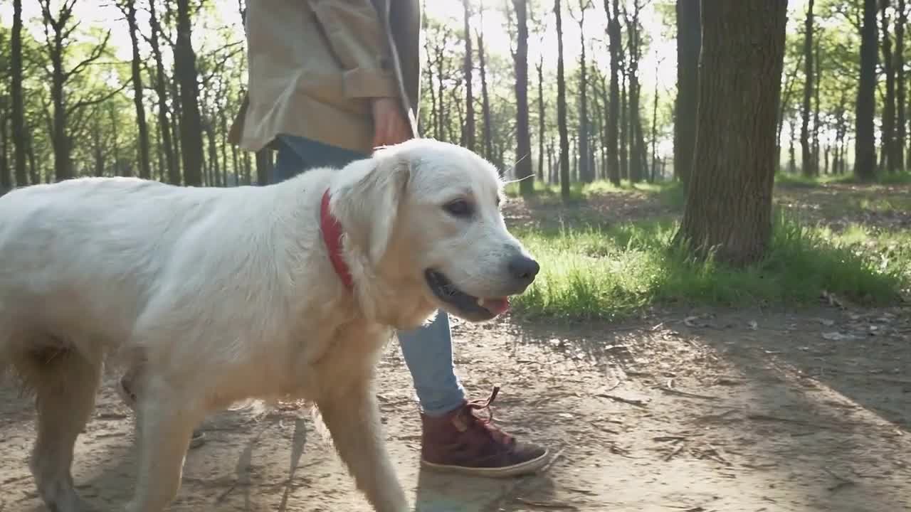 Slow walk of one girl and dog in one spring day in park