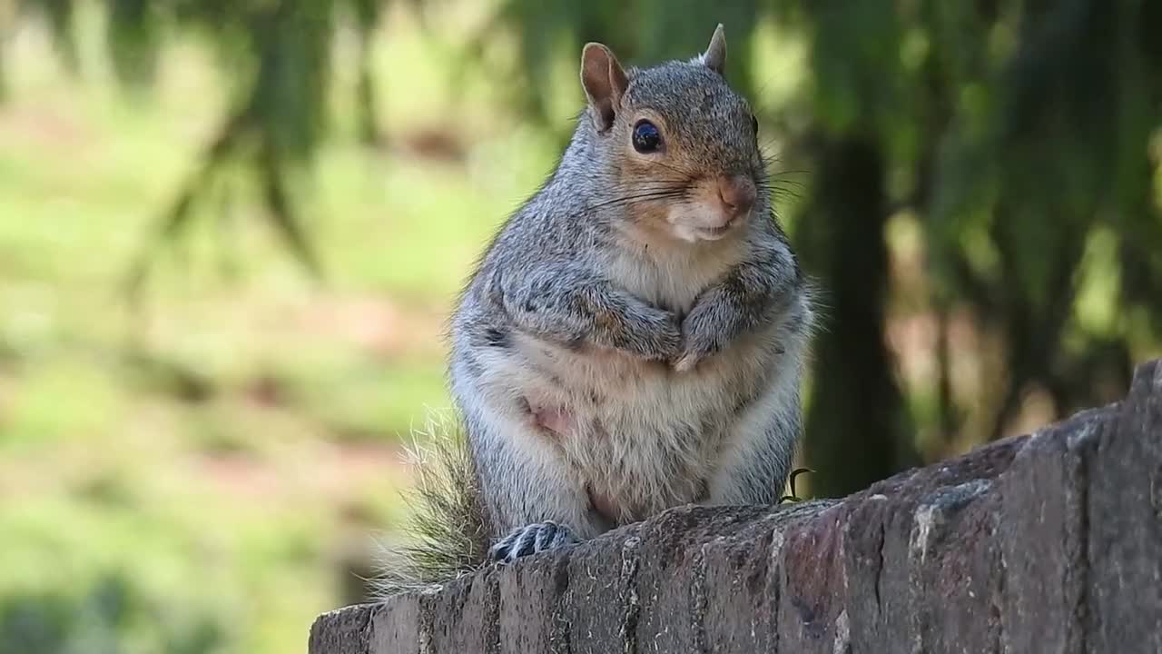 Squirrel Animal Garden Friend Watching 2021