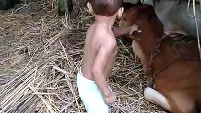 Cow And kids funny video