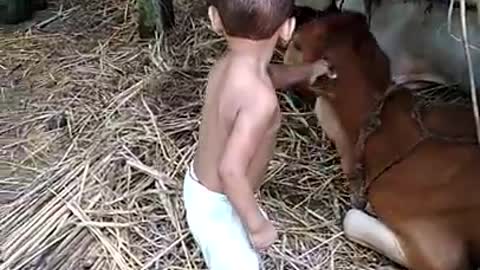 Cow And kids funny video