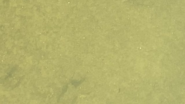 Minnows of the Humber River 27