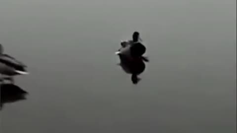 🐎🐦 Funny Animals - Funny Horses - Hilarious Nature