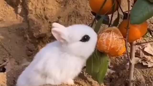 Little curious baby bunny