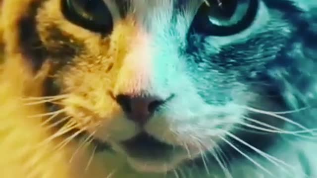 Lovely cat