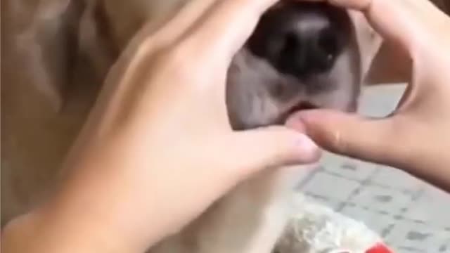 cute dog playing with owner