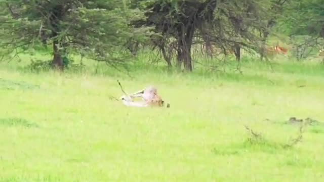 Leopard and his hunting