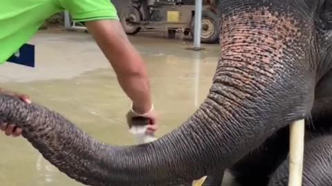 Cute Elephant video