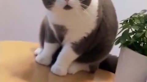 Very cute cat expression