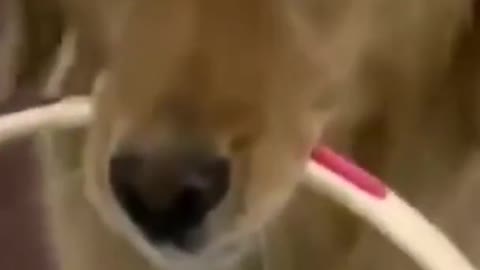 life time cute animals