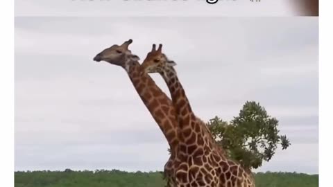 How Giraffe 1v1s works